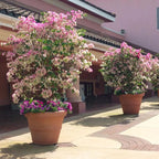 Bougainvillea 'Imperial Thai'