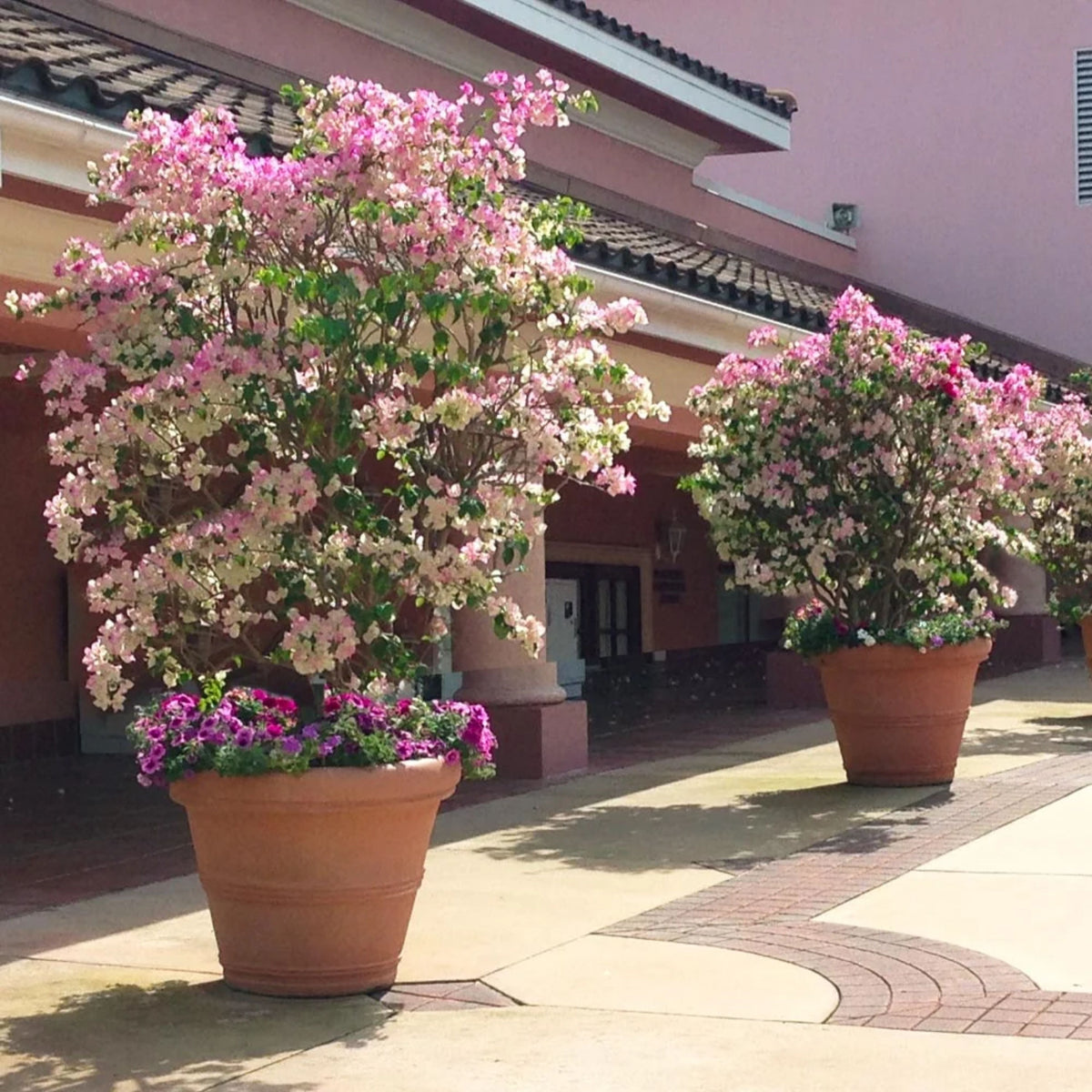Bougainvillea 'Imperial Thai'