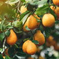 Citrus × meyeri 'Improved Meyer'