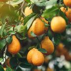 Citrus × meyeri 'Improved Meyer'