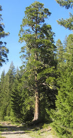 Calocedrus decurrens