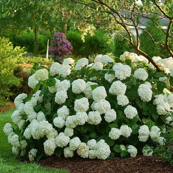 Hydrangea arborescens 'Incrediball'
