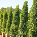 Ficus microcarpa (column form)