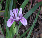 Iris douglasiana