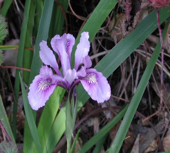 Iris douglasiana