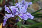 Iris douglasiana