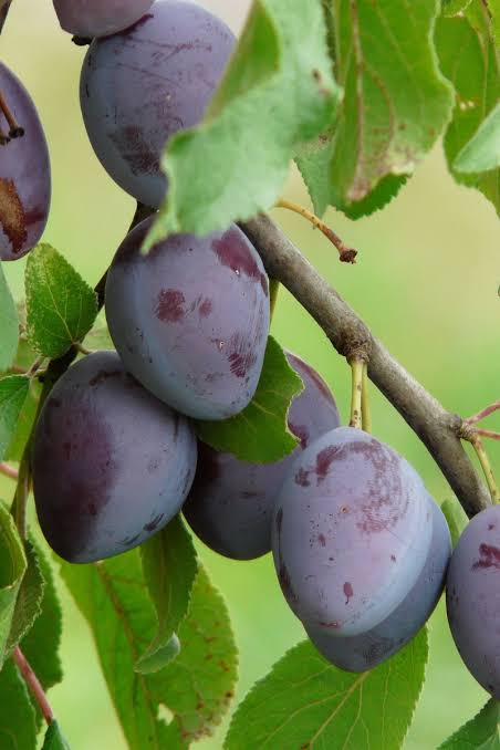 Prunus domestica 'Italian'