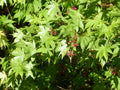 Acer palmatum (multi-stem form)