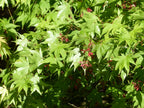 Acer palmatum (multi-stem form)