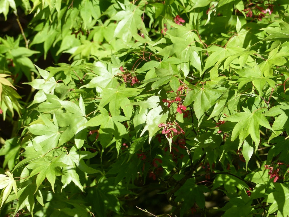 Acer palmatum (multi-stem form)