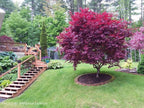 Acer palmatum 'Bloodgood'