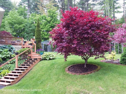 Acer palmatum 'Bloodgood'