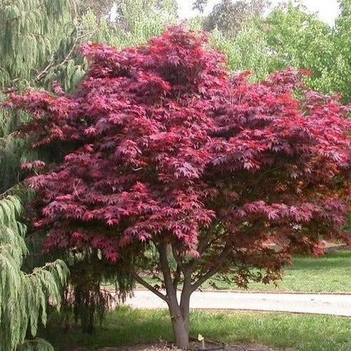 Acer palmatum 'Emperor'