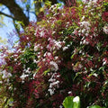 Jasminum polyanthum (staked form)