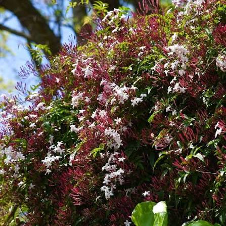 Jasminum polyanthum (staked form)