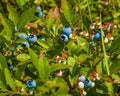 Vaccinium corymbosum × Vaccinium angustifolium 'ZF06-179'