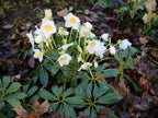Helleborus × 'Jesko'