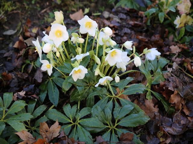 Helleborus × 'Jesko'