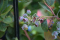 Vaccinium corymbosum 'Jewel'