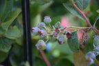 Vaccinium corymbosum 'Jewel'