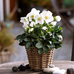 Helleborus × 'Joel'