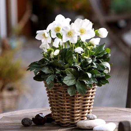 Helleborus × 'Joel'