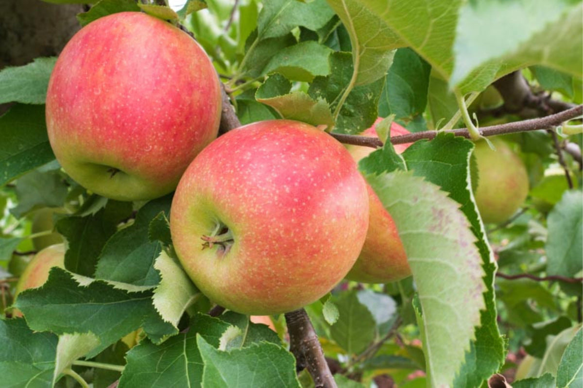 Malus domestica 'Jonagold'