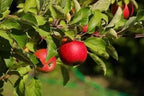 Malus domestica 'Jonathan'