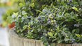Vaccinium corymbosum 'Jubilee'