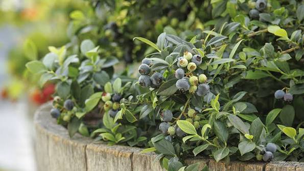 Vaccinium corymbosum 'Jubilee'