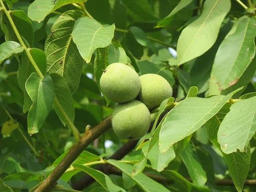 Juglans regia 'Chandler'