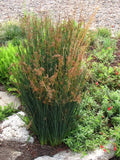 Juncus patens