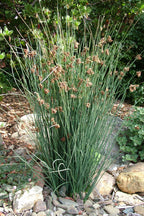 Juncus patens 'Elk Blue'