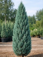 Juniperus chinensis 'Blue Point'