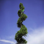 Juniperus chinensis 'Sea Green' (spiral form)
