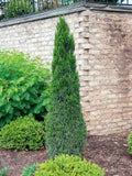 Juniperus chinensis 'Spartan' (column form)