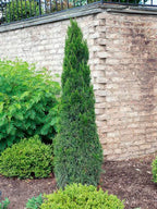 Juniperus chinensis 'Spartan' (column form)