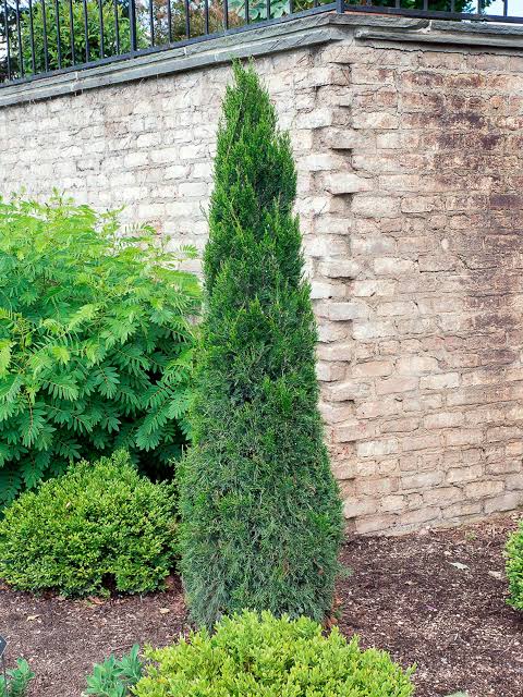 Juniperus chinensis 'Spartan' (column form)