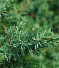 Juniperus conferta 'Blue Pacific'