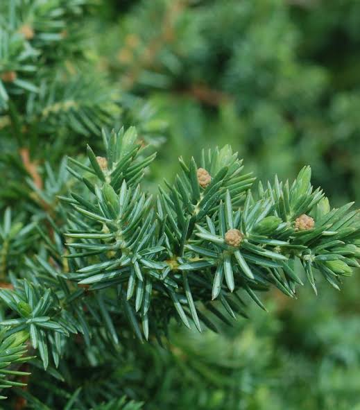 Juniperus conferta 'Blue Pacific'