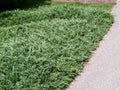 Juniperus horizontalis 'Bar Harbor'