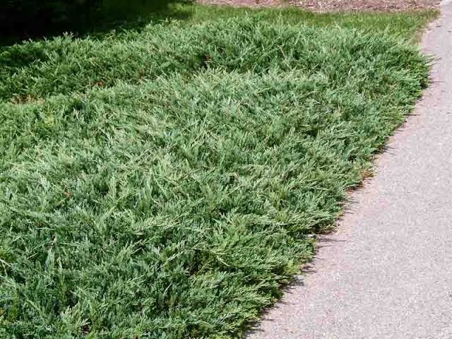 Juniperus horizontalis 'Bar Harbor'