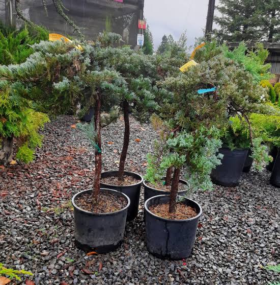 Juniperus horizontalis 'Blue Chip'