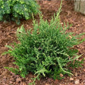 Juniperus horizontalis 'Prince of Wales'