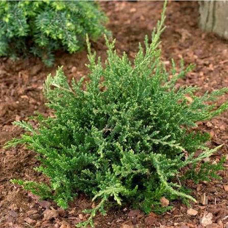 Juniperus horizontalis 'Prince of Wales'