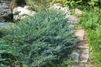 Juniperus horizontalis 'Wiltonii'