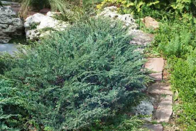 Juniperus horizontalis 'Wiltonii'