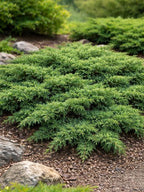 Juniperus procumbens 'Nana'