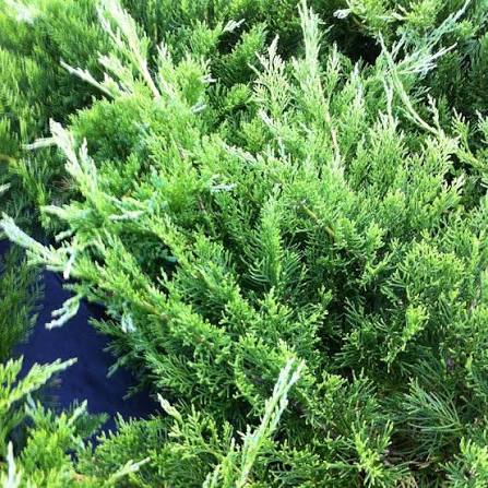 Juniperus sabina 'Buffalo'