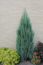 Juniperus scopulorum 'Blue Arrow'